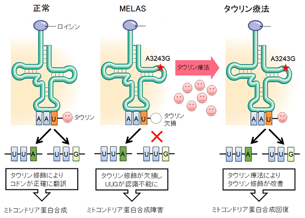 図２. MELASの分子病態とタウリン療法の原理